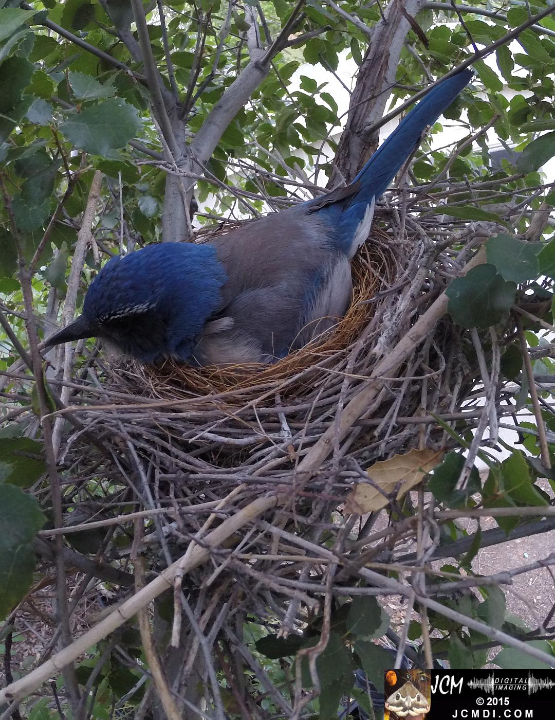 Female Scrub Jay on nest Documentary GoPro Hero3+ Black polecam 4-4-2015 Santa Clarita JCMDI.COM